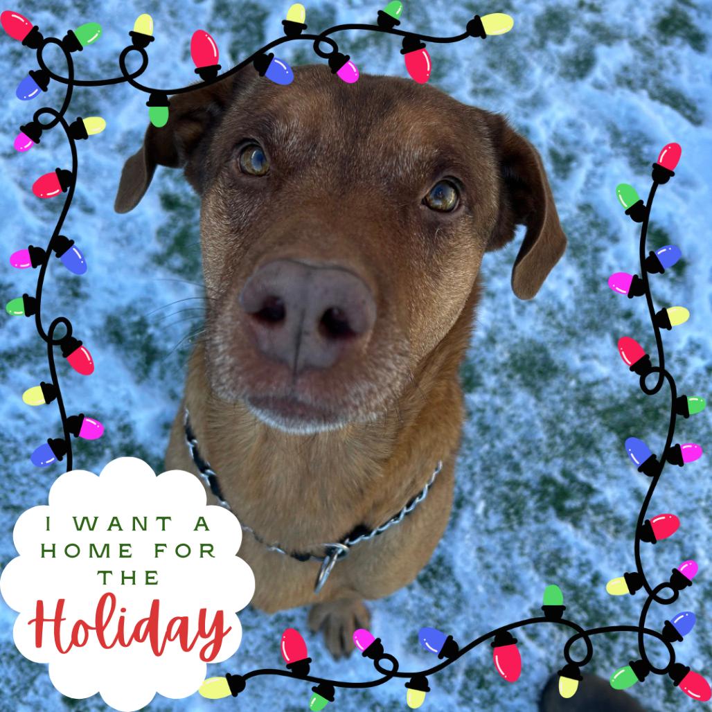 Gumbo - Better than your southern cooking!, Adoptable, Adult Male Mixed Breed.