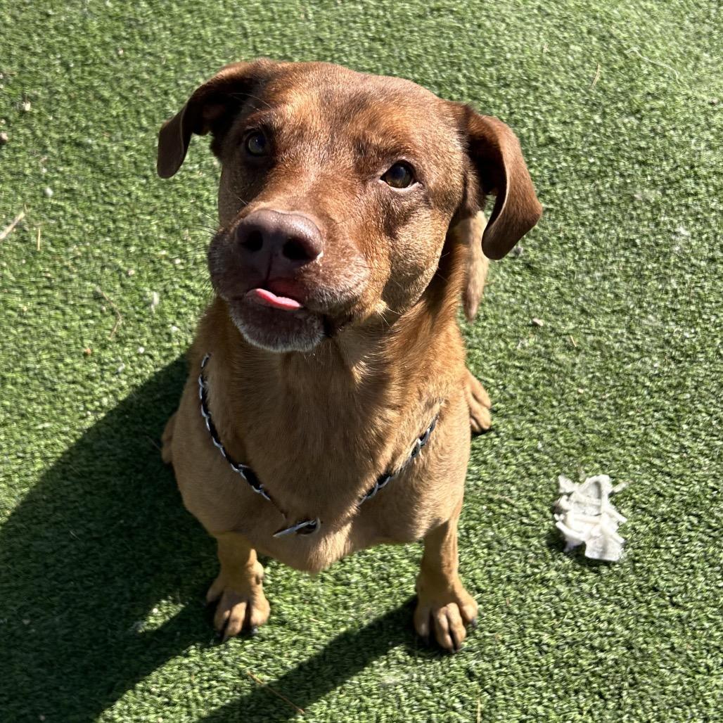 Gumbo - Better than your southern cooking!, a Adoptable Mixed Breed in Flagstaff, AZ image 2/6