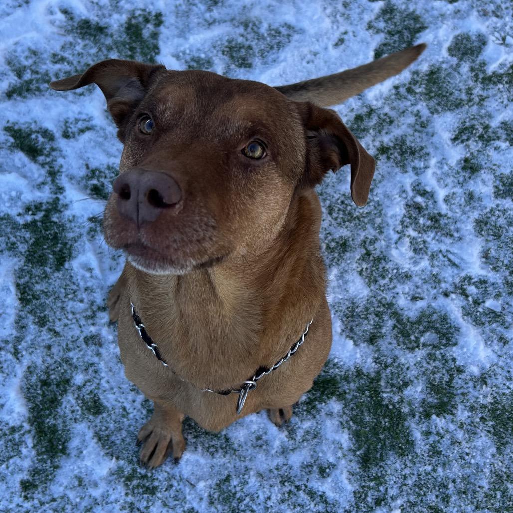 Gumbo - Better than your southern cooking!, a Adoptable Mixed Breed in Flagstaff, AZ image 3/6