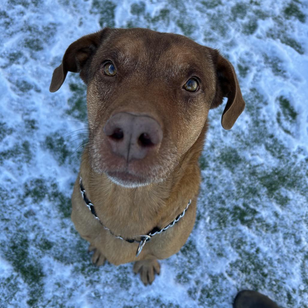 Gumbo - Better than your southern cooking!, a Adoptable Mixed Breed in Flagstaff, AZ image 5/6