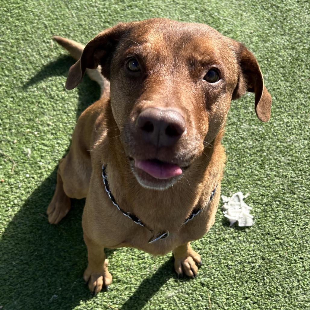 Gumbo - Better than your southern cooking!, a Adoptable Mixed Breed in Flagstaff, AZ image 6/6