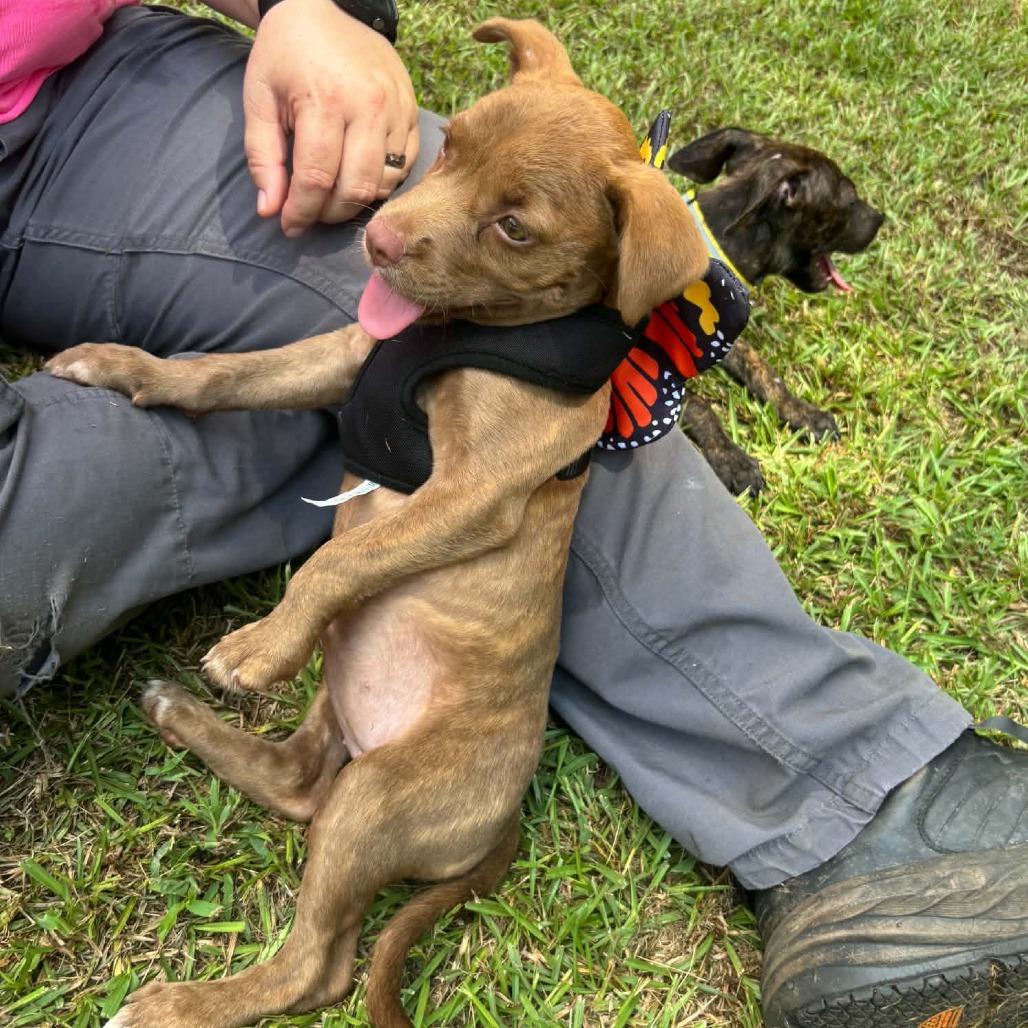 Bertha, Adoptable, Puppy Female Pit Bull Terrier.