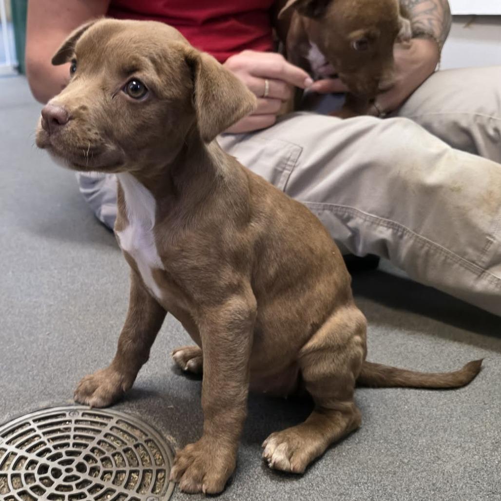 Enlarge Bertha, a Adoptable Pit Bull Terrier in Pine Mountain, GA image 3/3