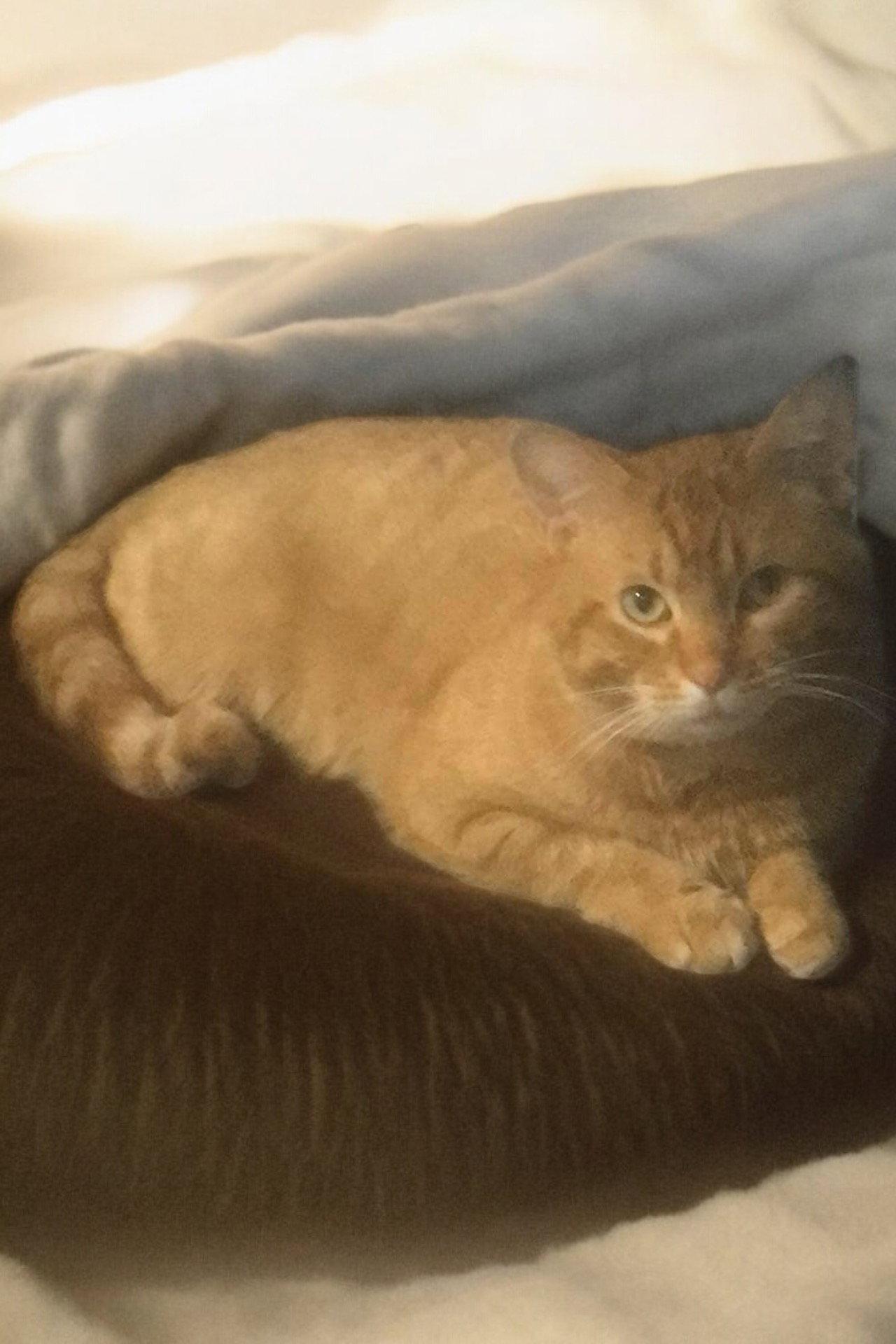 Morris - SP, Adopted, Adult Male Domestic Short Hair.