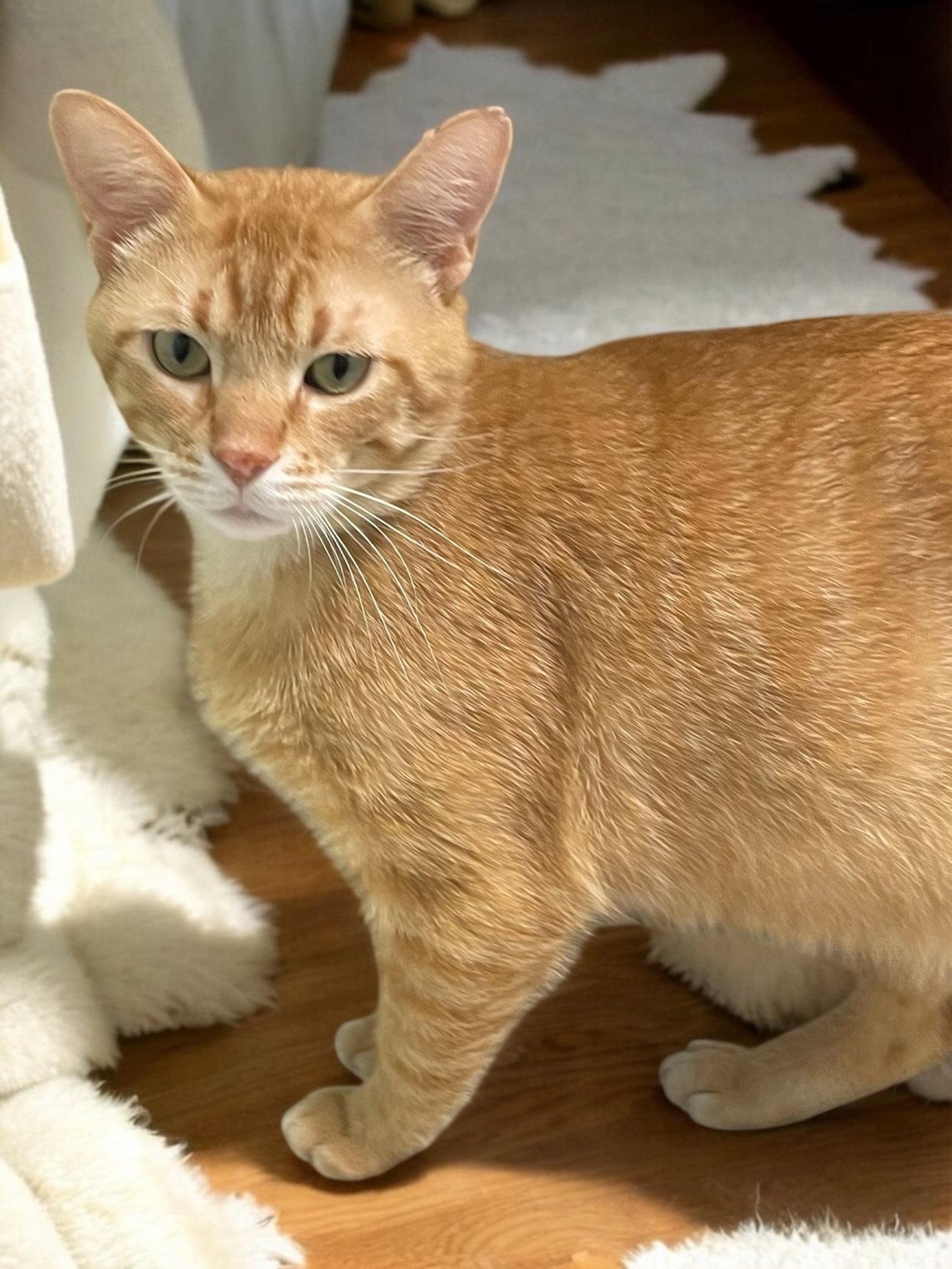 Morris - SP, a Adopted Domestic Short Hair in Champaign, IL image 2/3