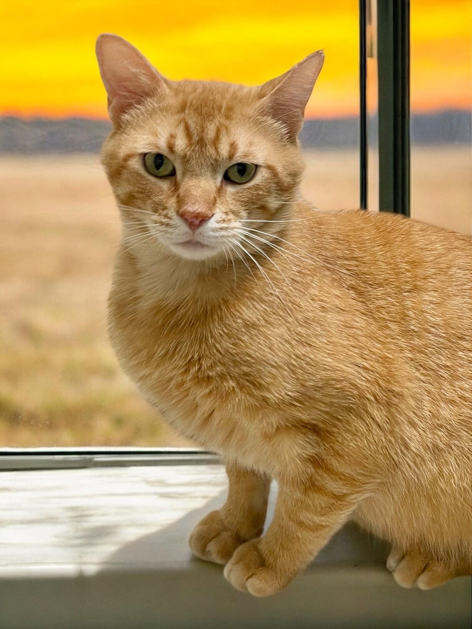 Morris - SP, a Adopted Domestic Short Hair in Champaign, IL image 3/3