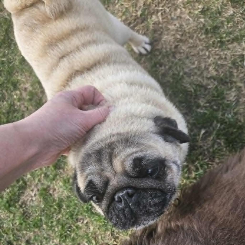 FOSTERS NEEDED  ***Pugs, Pom, Golden***, an adoptable Golden Retriever in Cloquet, MN, 55720 | Photo Image 2