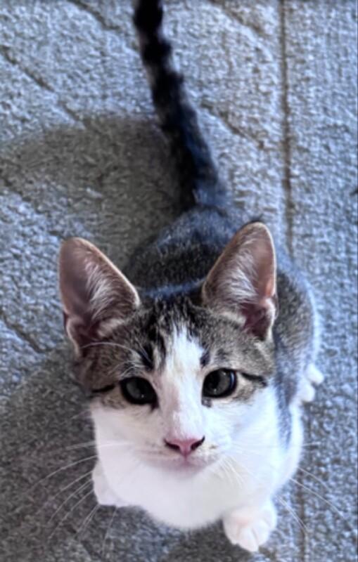 Phillip, Adoptable, Young Male Domestic Short Hair.