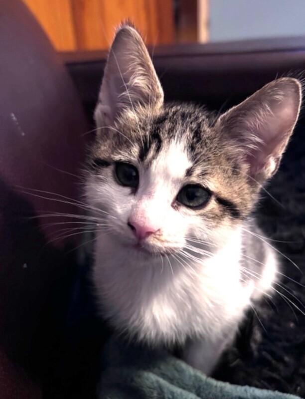 Phillip, a Adoptable Domestic Short Hair in North Babylon, NY image 2/6