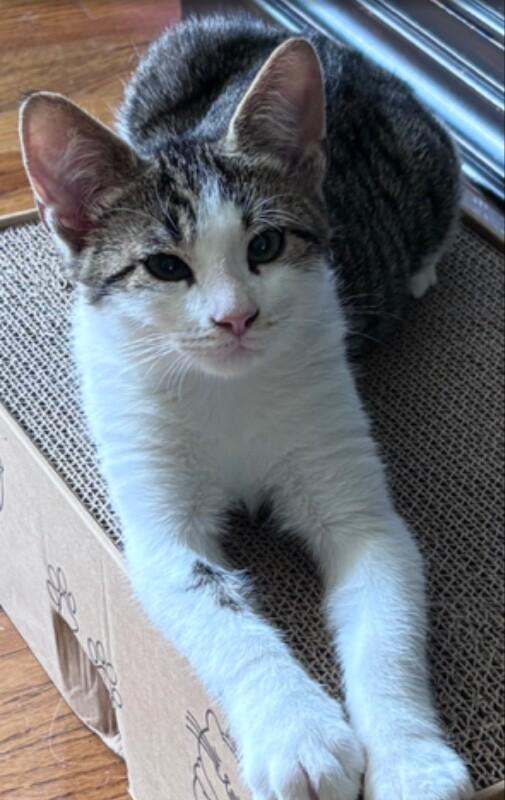 Phillip, a Adoptable Domestic Short Hair in North Babylon, NY image 3/6