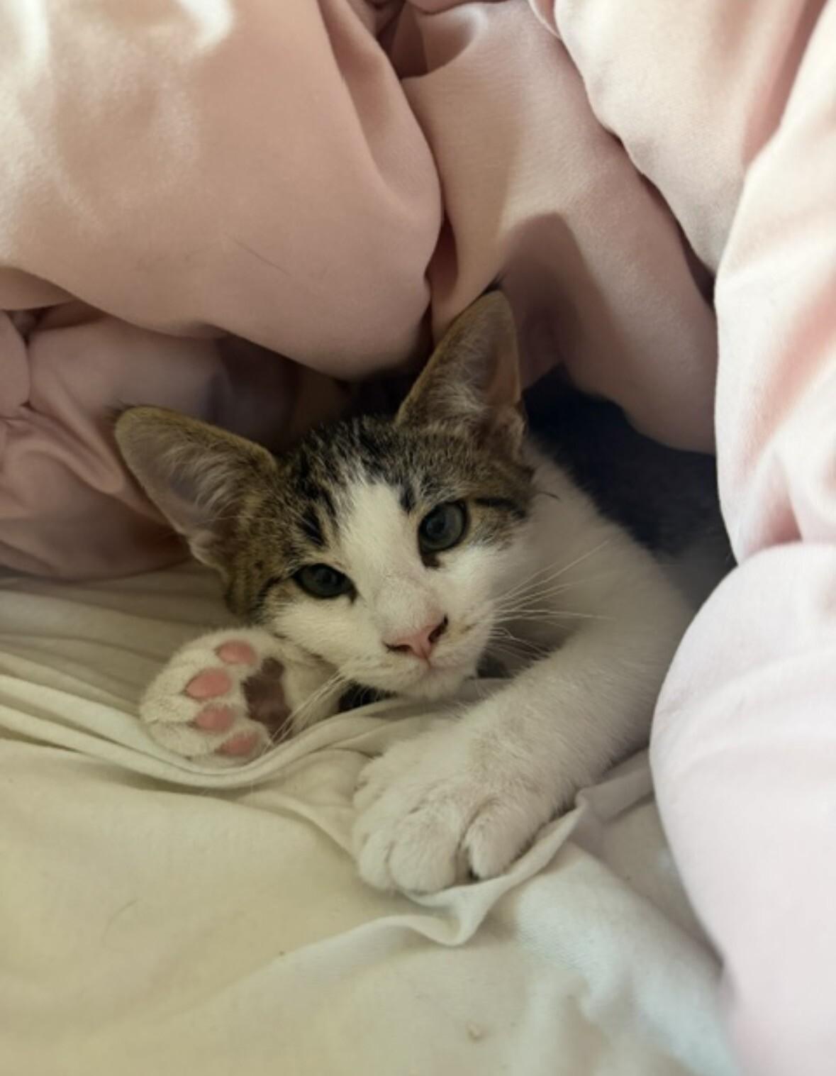Phillip, a Adoptable Domestic Short Hair in North Babylon, NY image 4/6
