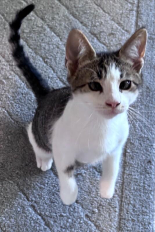 Phillip, a Adoptable Domestic Short Hair in North Babylon, NY image 6/6