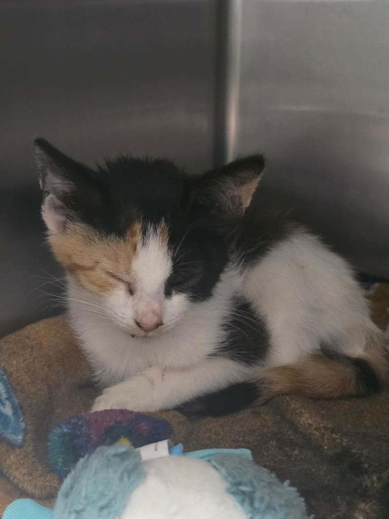 Callie, Adopted, Kitten Female Calico.