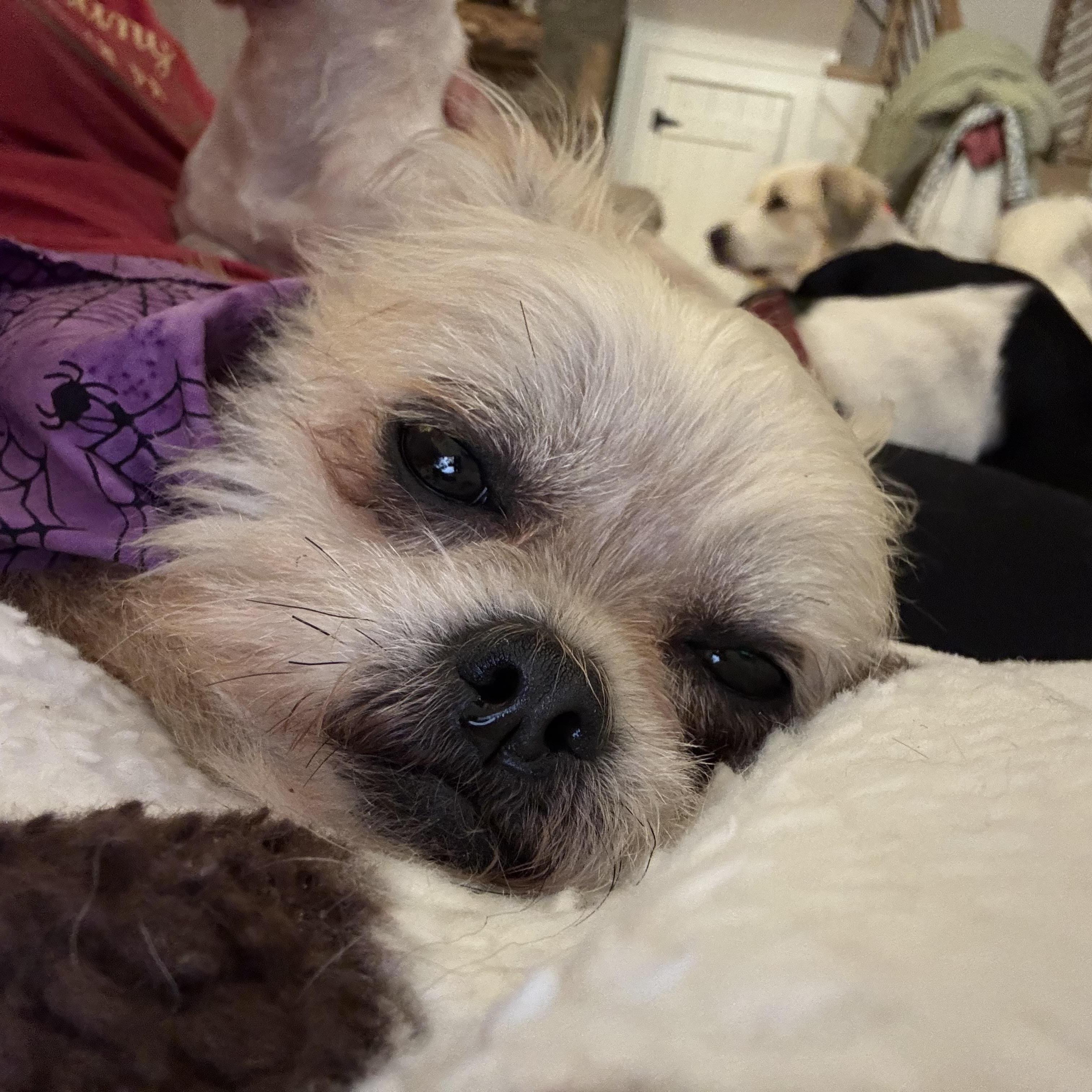 Ginger, a Adoptable Brussels Griffon in Monroe, NC image 5/5