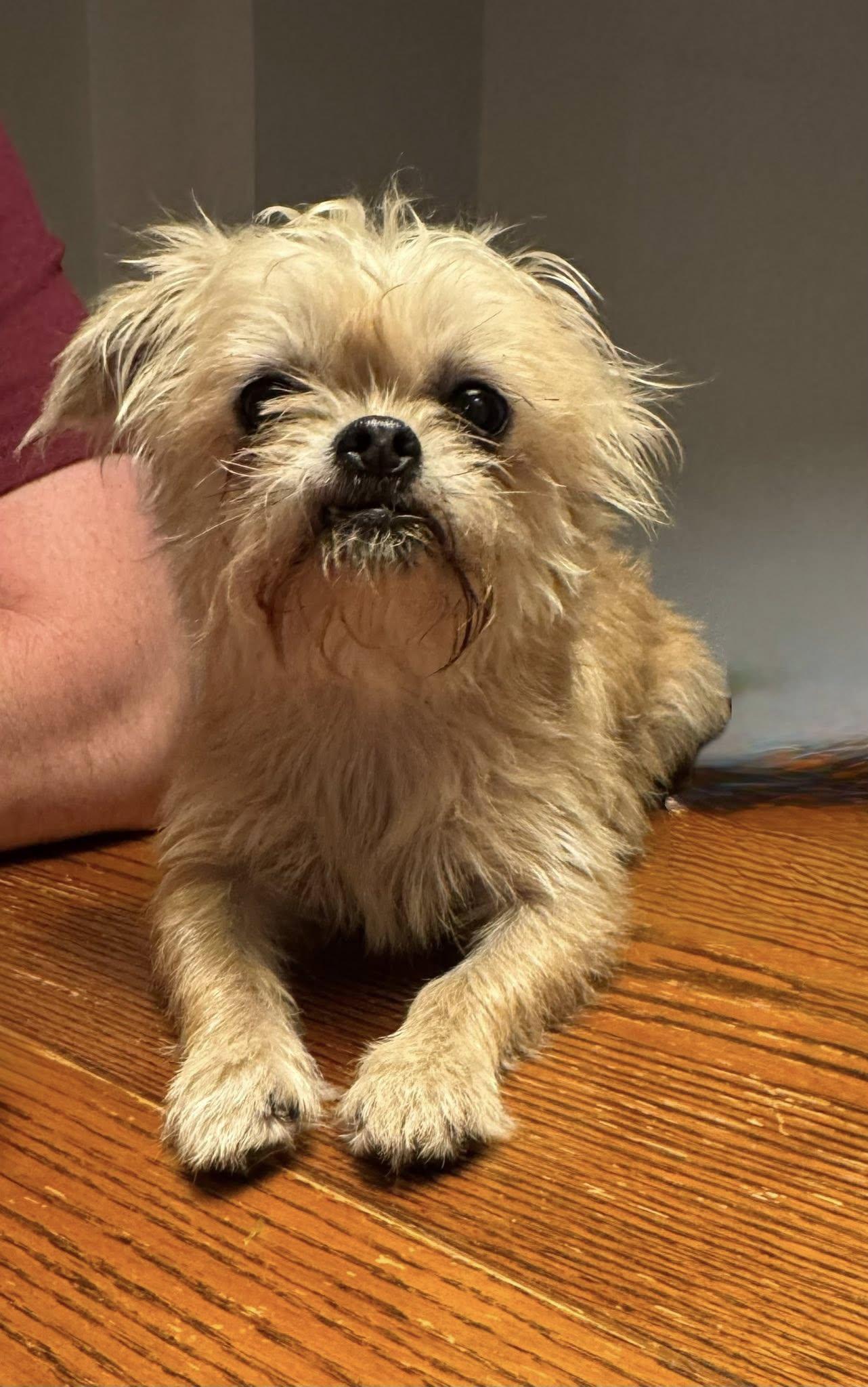 Ginger, a Adoptable Brussels Griffon in Monroe, NC image 4/5