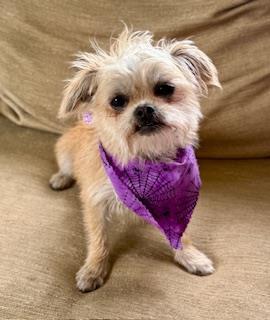 Ginger, Adoptable, Young Female Brussels Griffon.