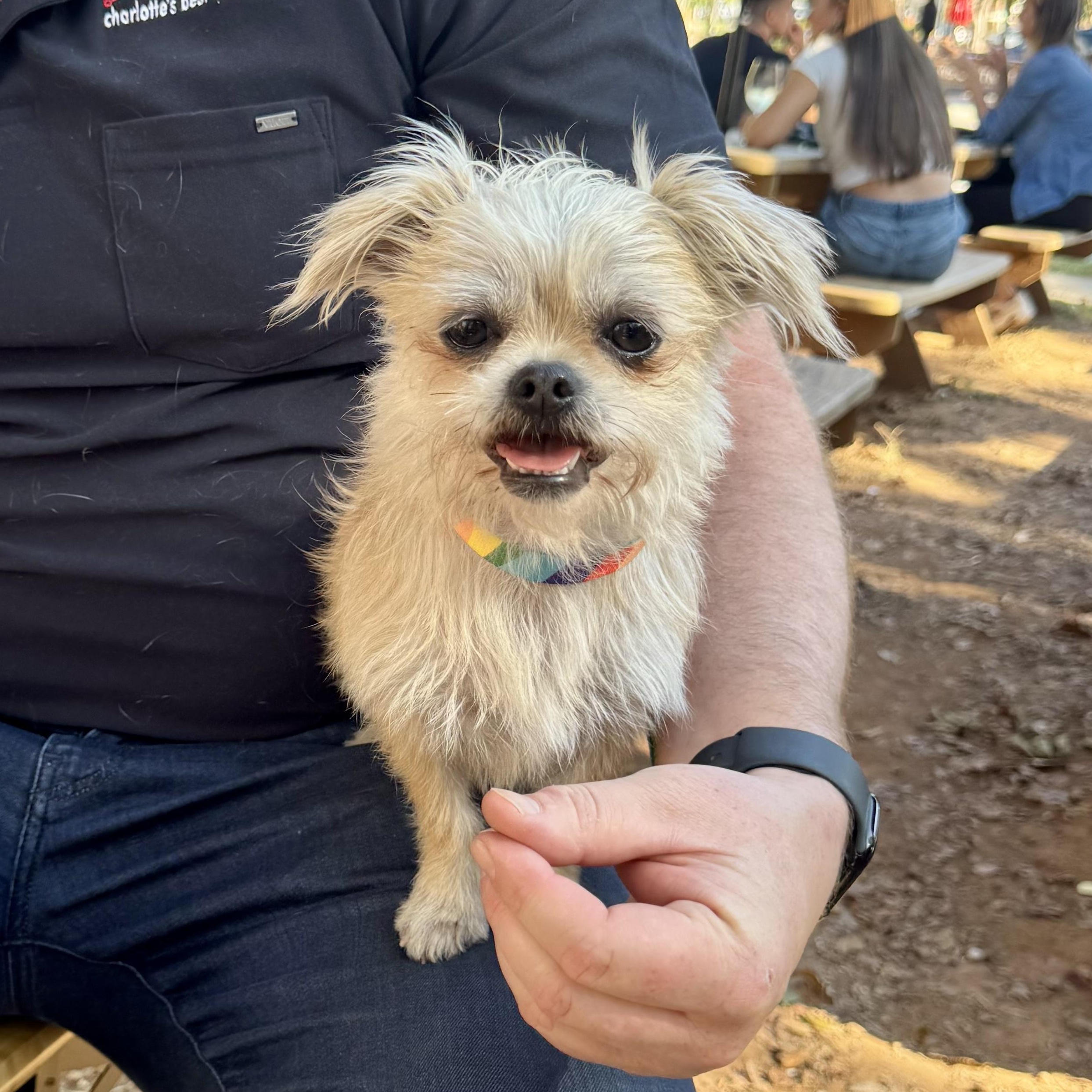 Ginger, a Adoptable Brussels Griffon in Monroe, NC image 3/5
