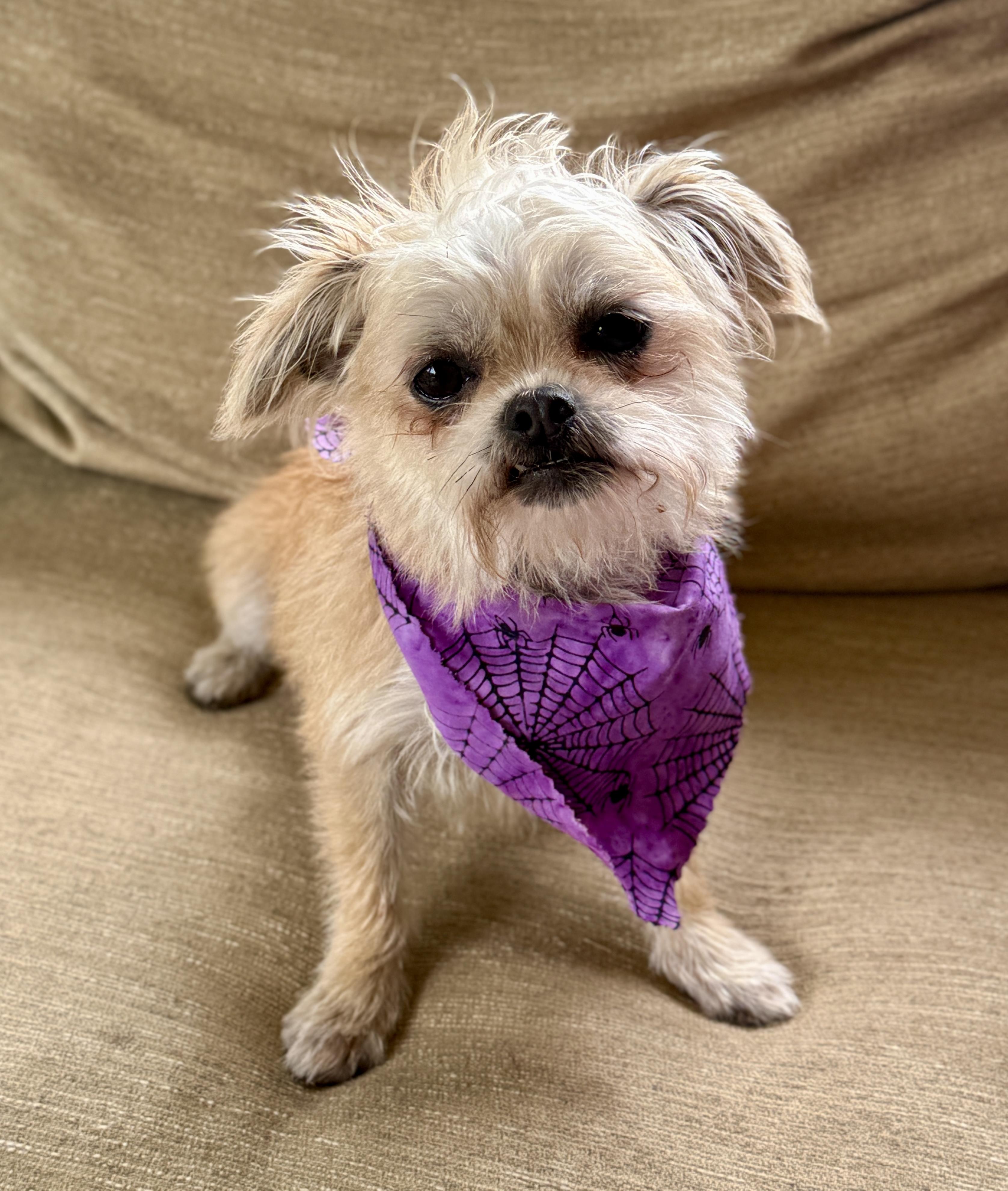 Ginger, a Adoptable Brussels Griffon in Monroe, NC image 2/5