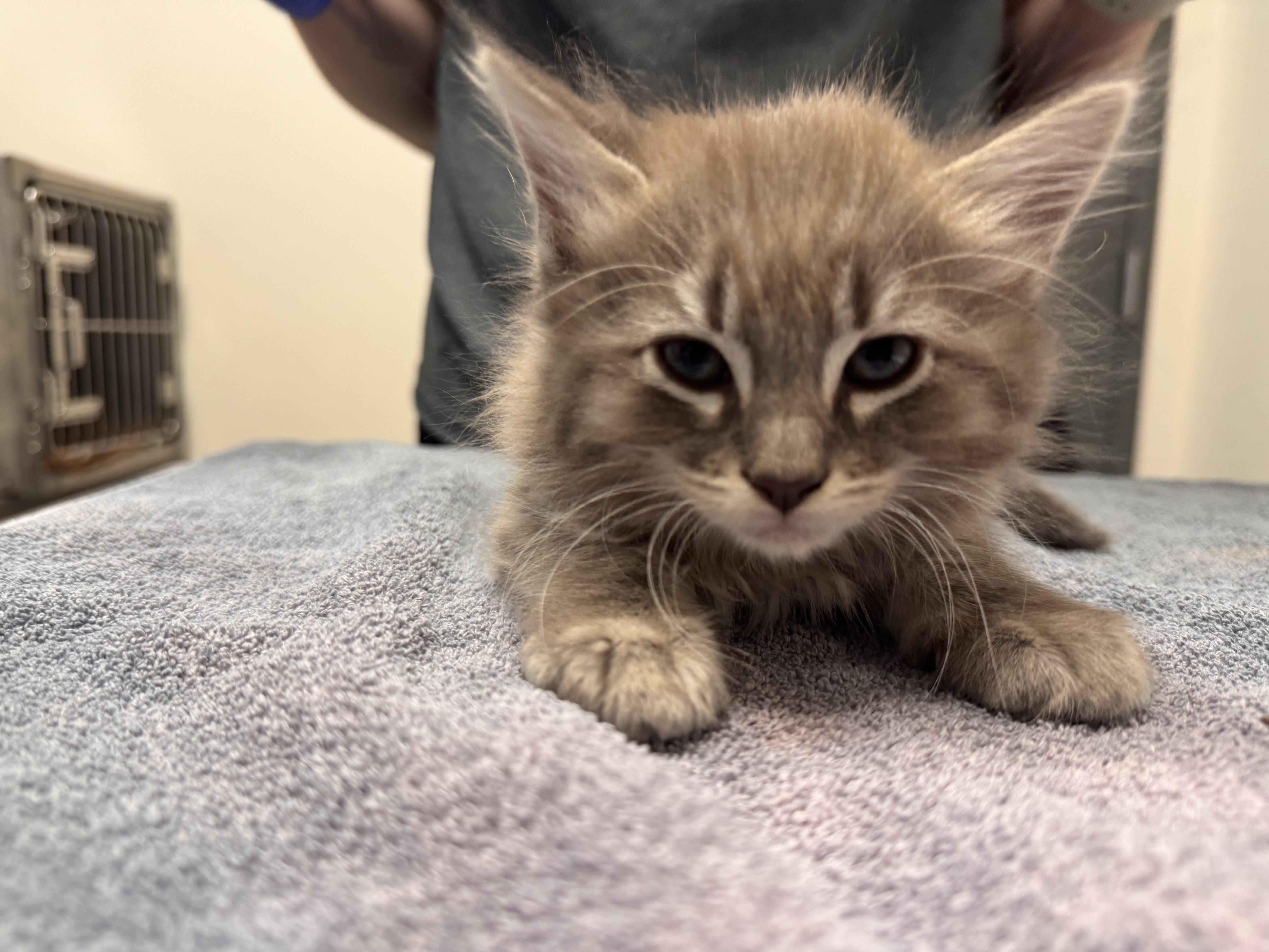 Aquaman, Adoptable, Kitten Male Domestic Long Hair.