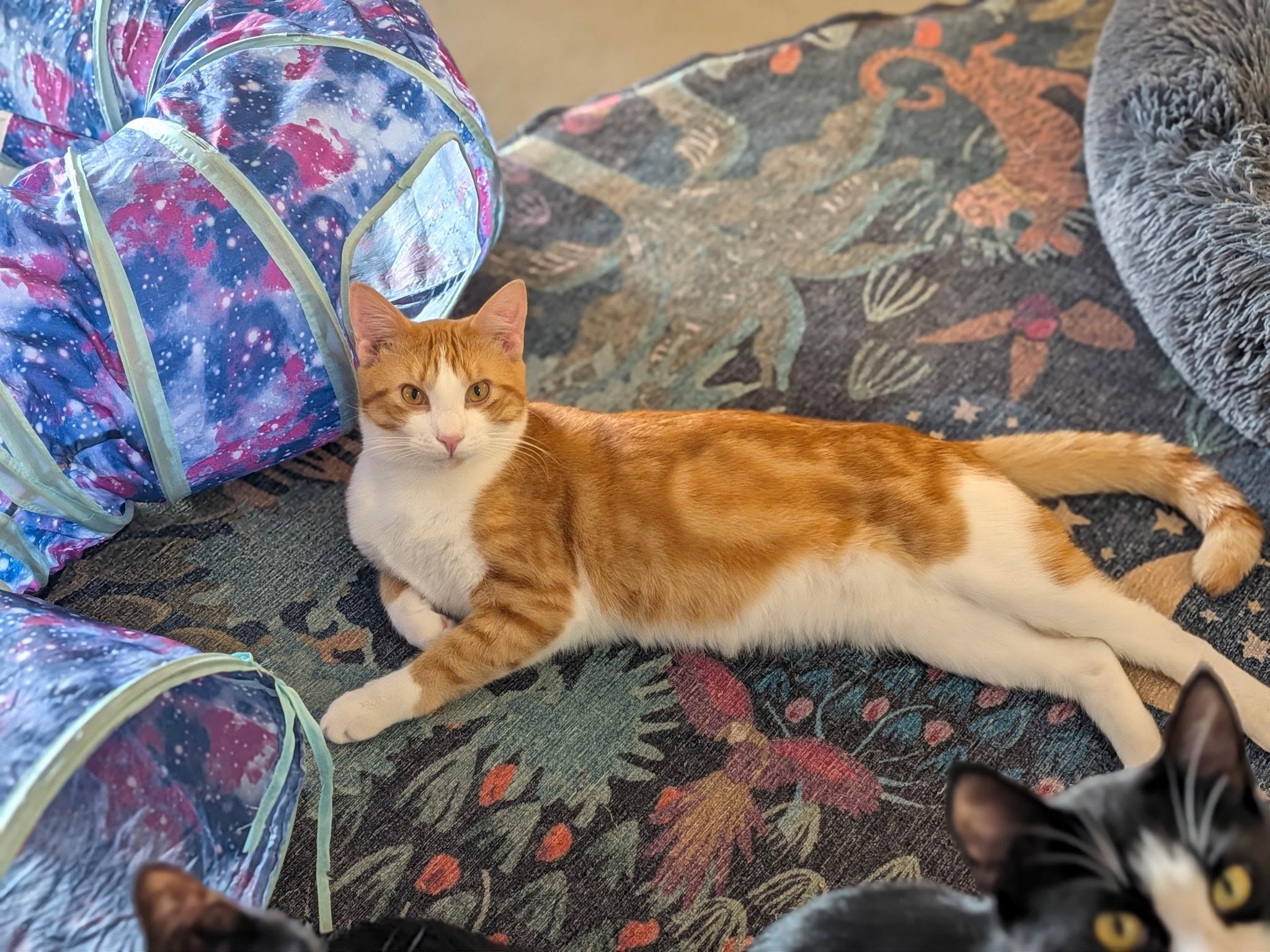 Enlarge Kitkat, a Adoptable Domestic Short Hair in Burlington, VT image 1/6
