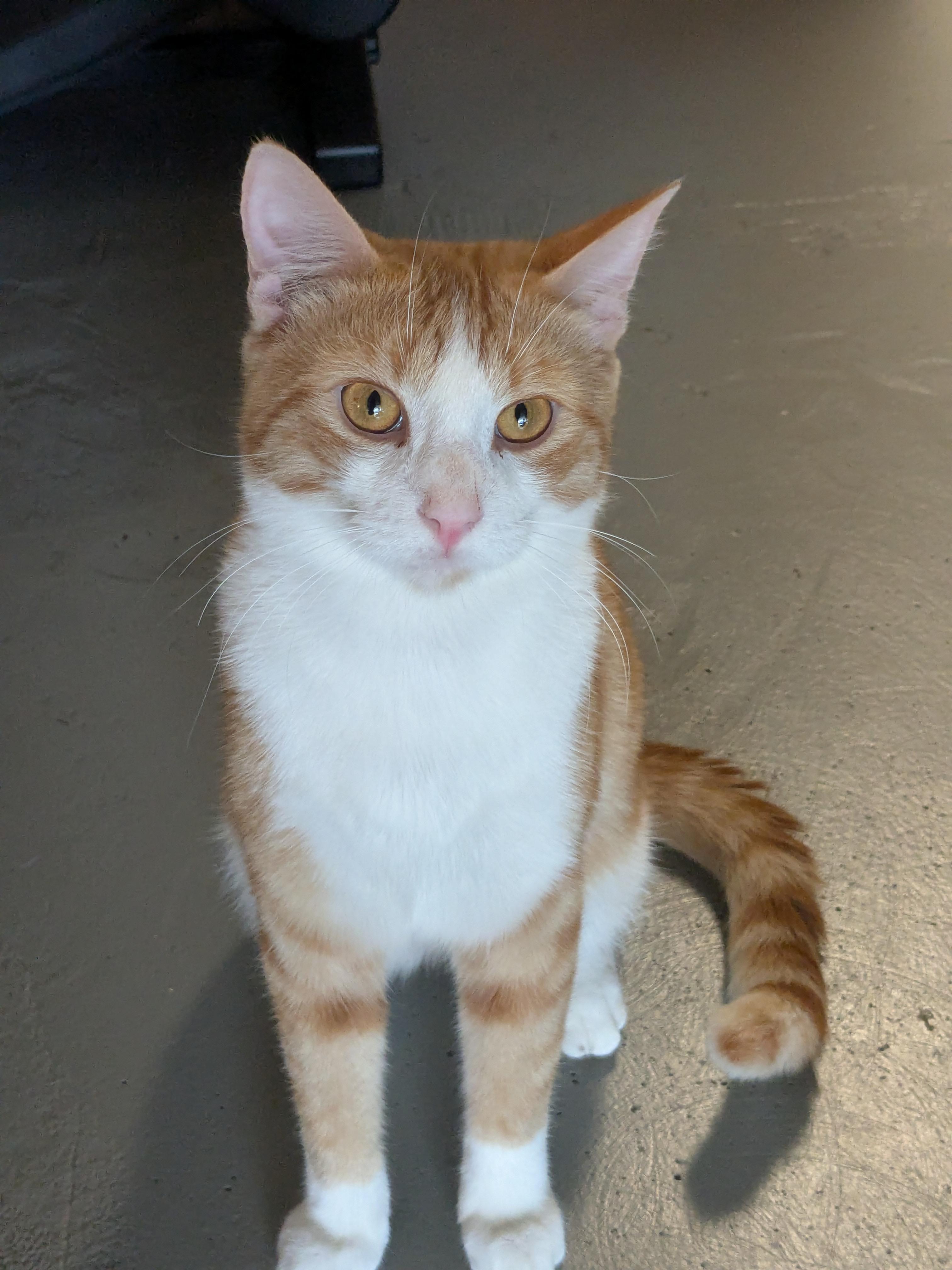 Enlarge Kitkat, a Adoptable Domestic Short Hair in Burlington, VT image 3/6