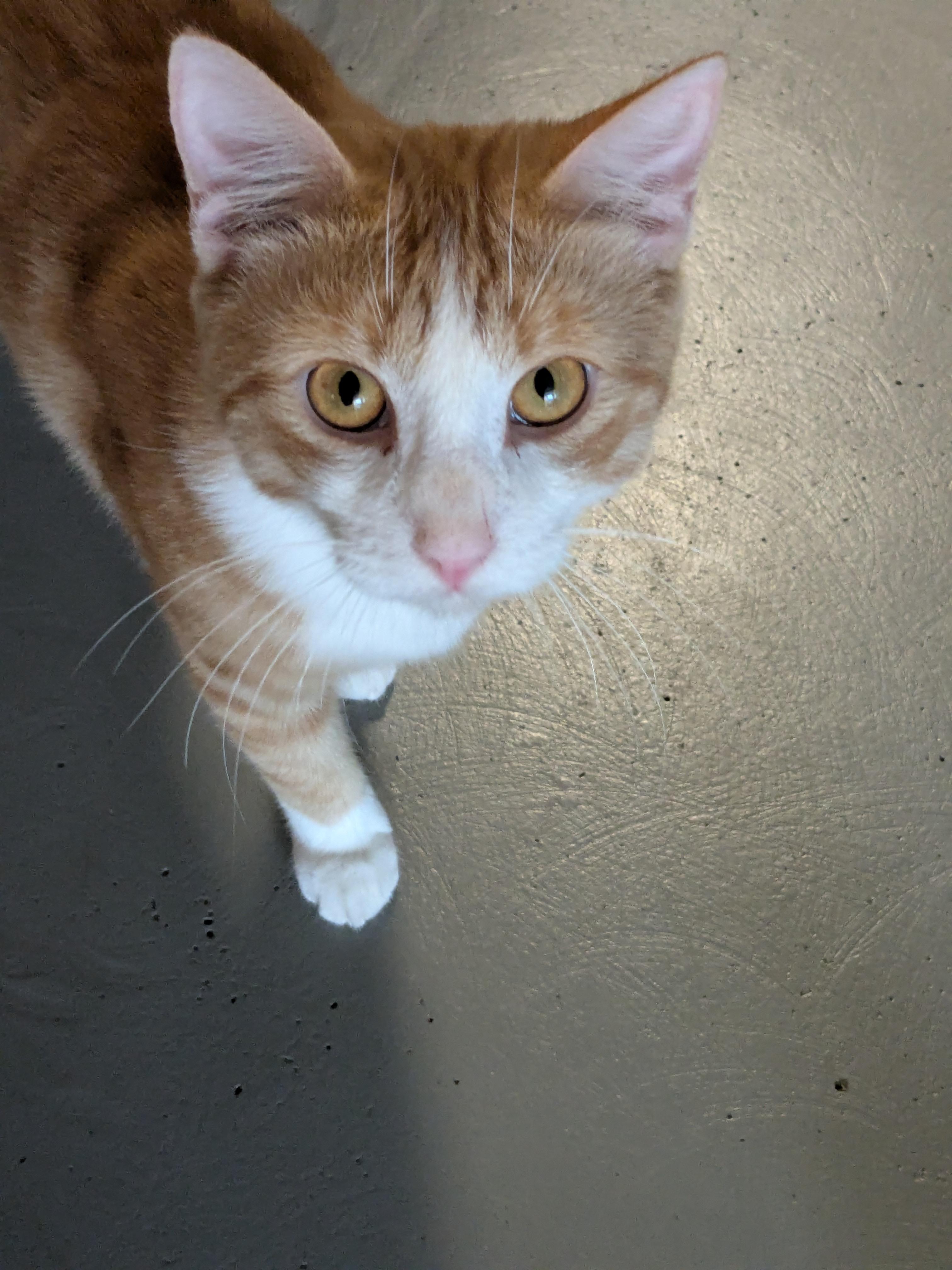Enlarge Kitkat, a Adoptable Domestic Short Hair in Burlington, VT image 5/6