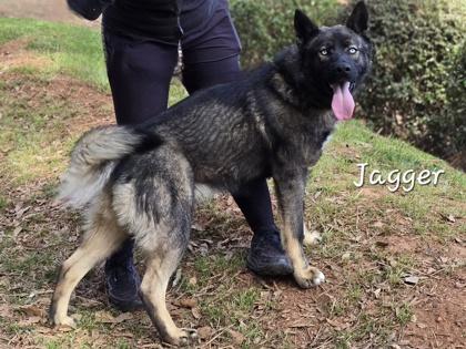 Enlarge Jagger, an adopted mixed breed in Bishop, GA image 4/6