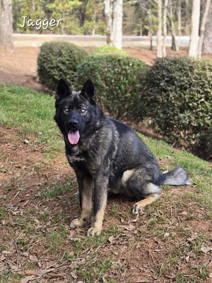 Enlarge Jagger, an adopted mixed breed in Bishop, GA image 2/6
