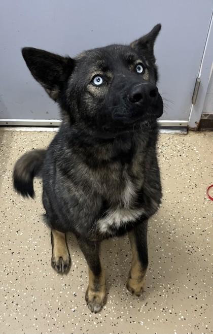 Enlarge Jagger, an adopted mixed breed in Bishop, GA image 5/6