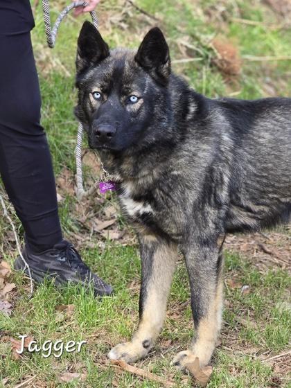 Enlarge Jagger, an adopted mixed breed in Bishop, GA image 3/6