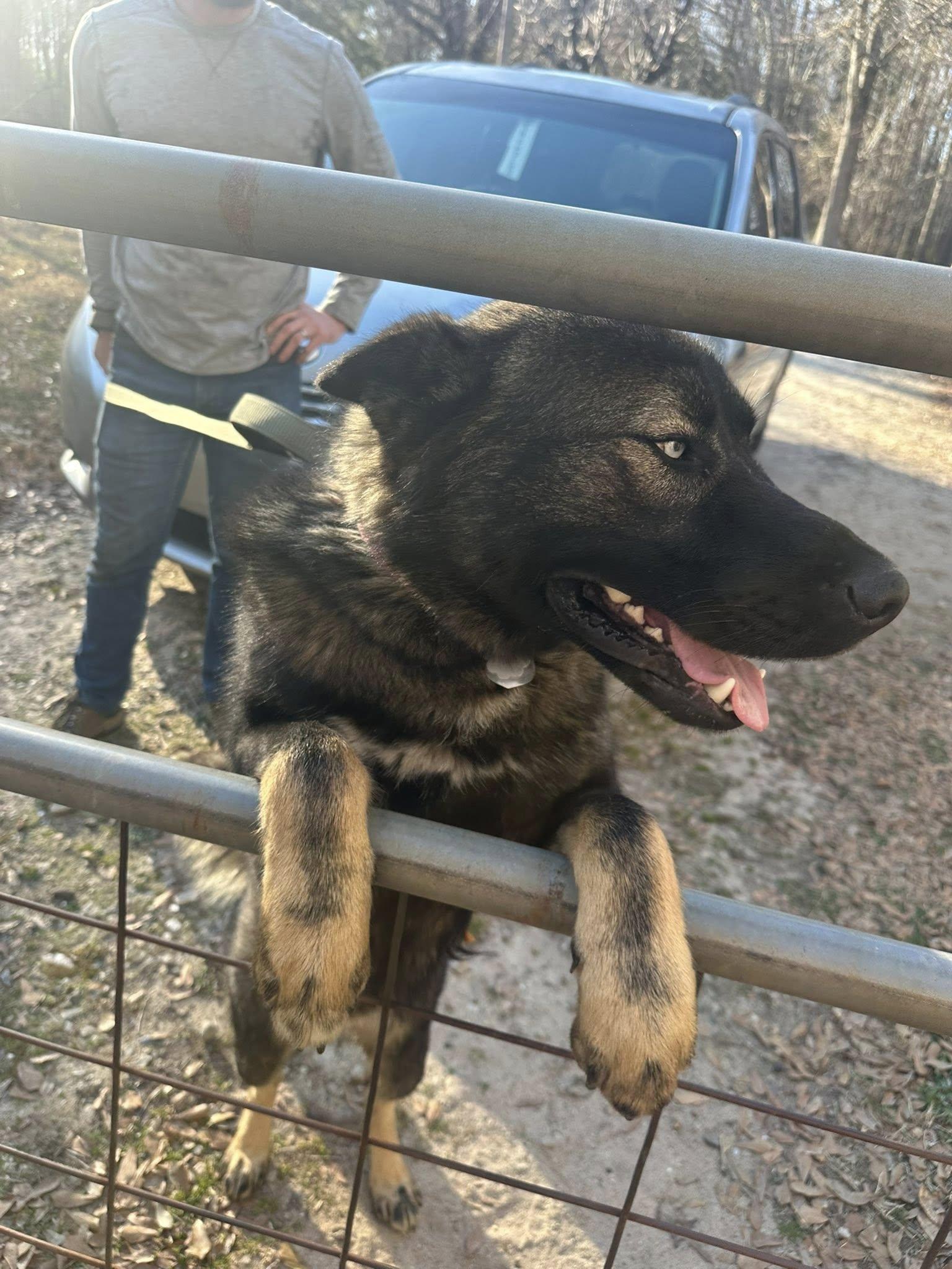 Enlarge Jagger, an adopted mixed breed in Bishop, GA image 6/6