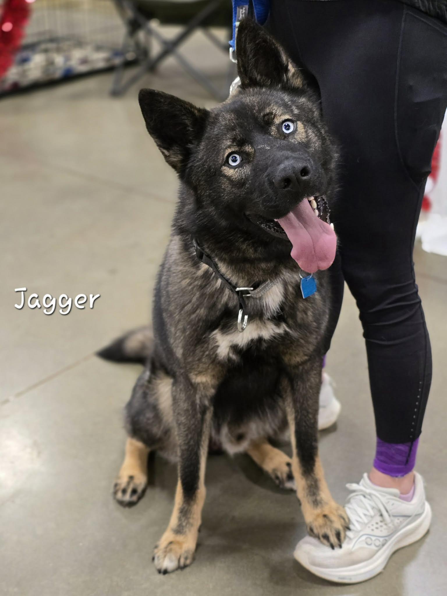 Jagger, adopted, Adult Male German Shepherd Dog & Husky.