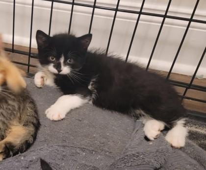 Orion, Adoptable, Kitten Male Domestic Short Hair & Domestic Short Hair.