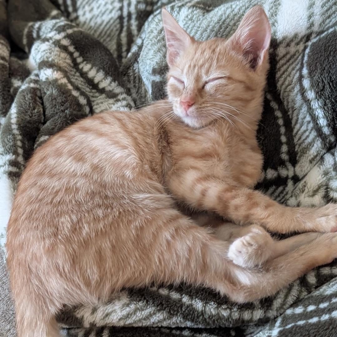 Enlarge Utah, a Adoptable Domestic Short Hair in Bentonville, AR image 2/2