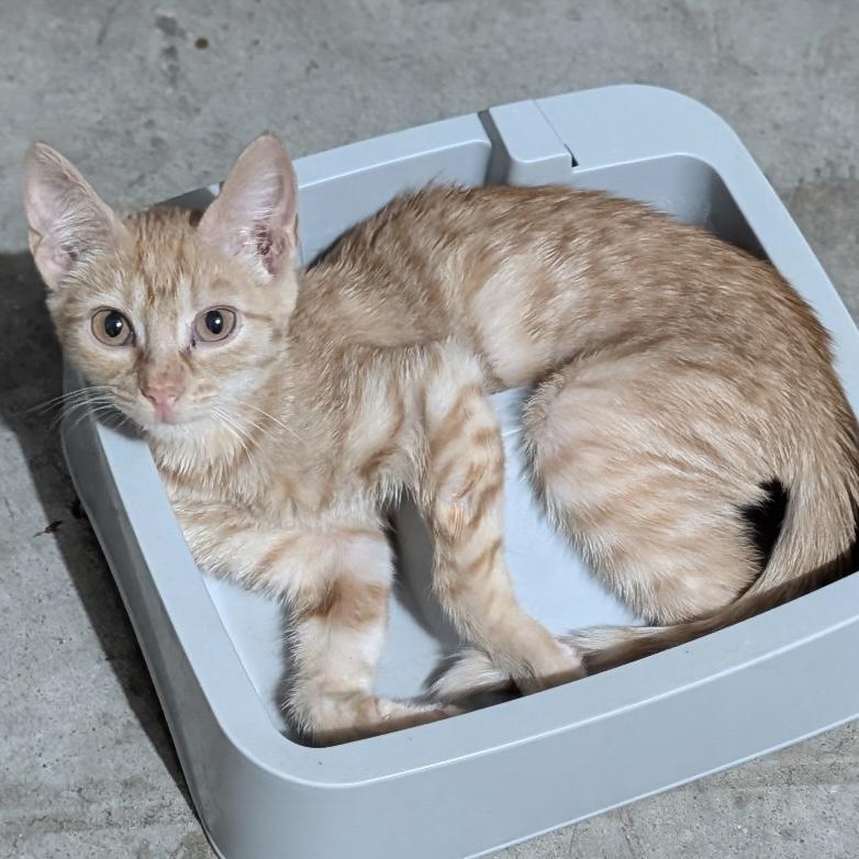 Utah, Adoptable, Kitten Male Domestic Short Hair.