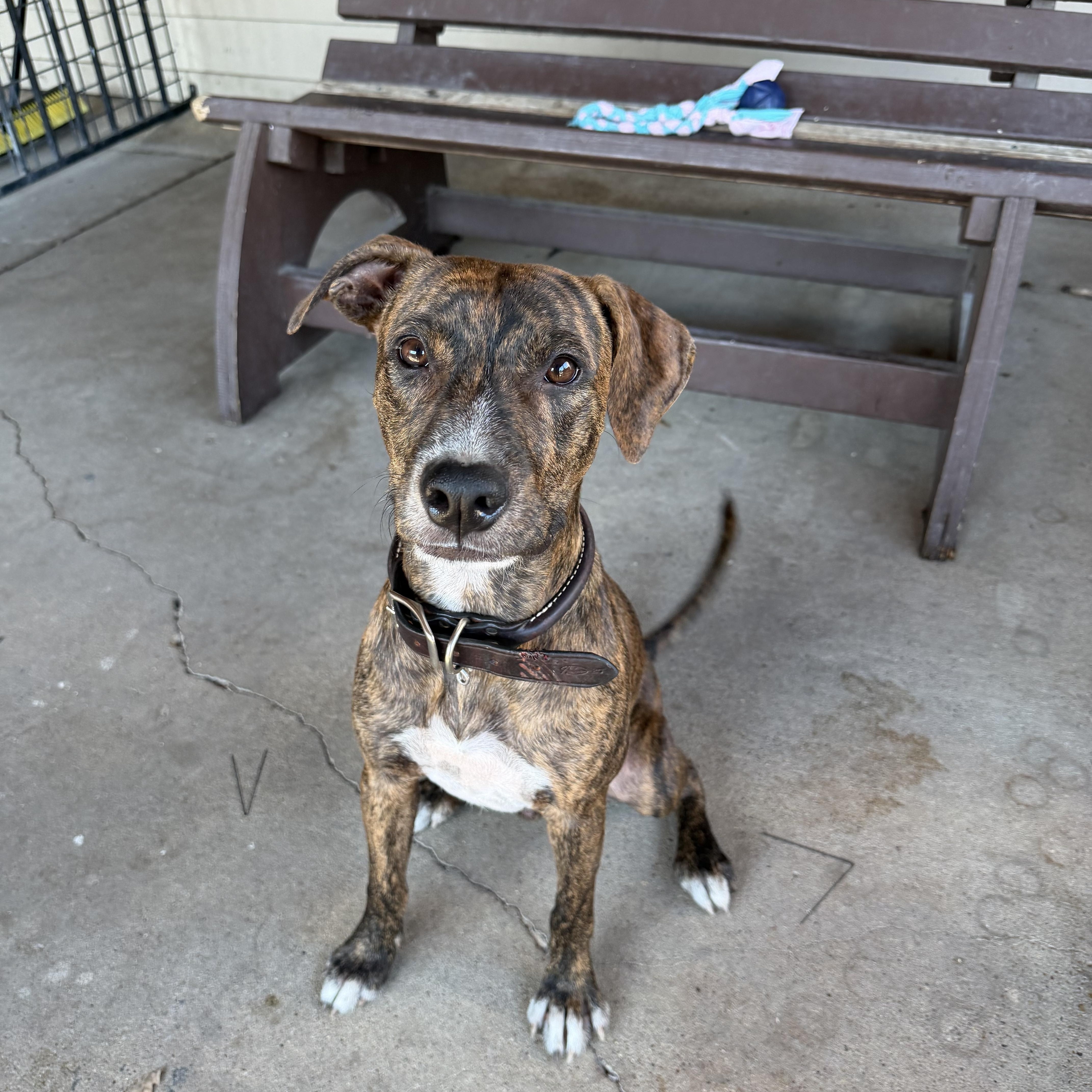 Enlarge Macchiato, a Adoptable mixed breed in Plano, TX image 2/5