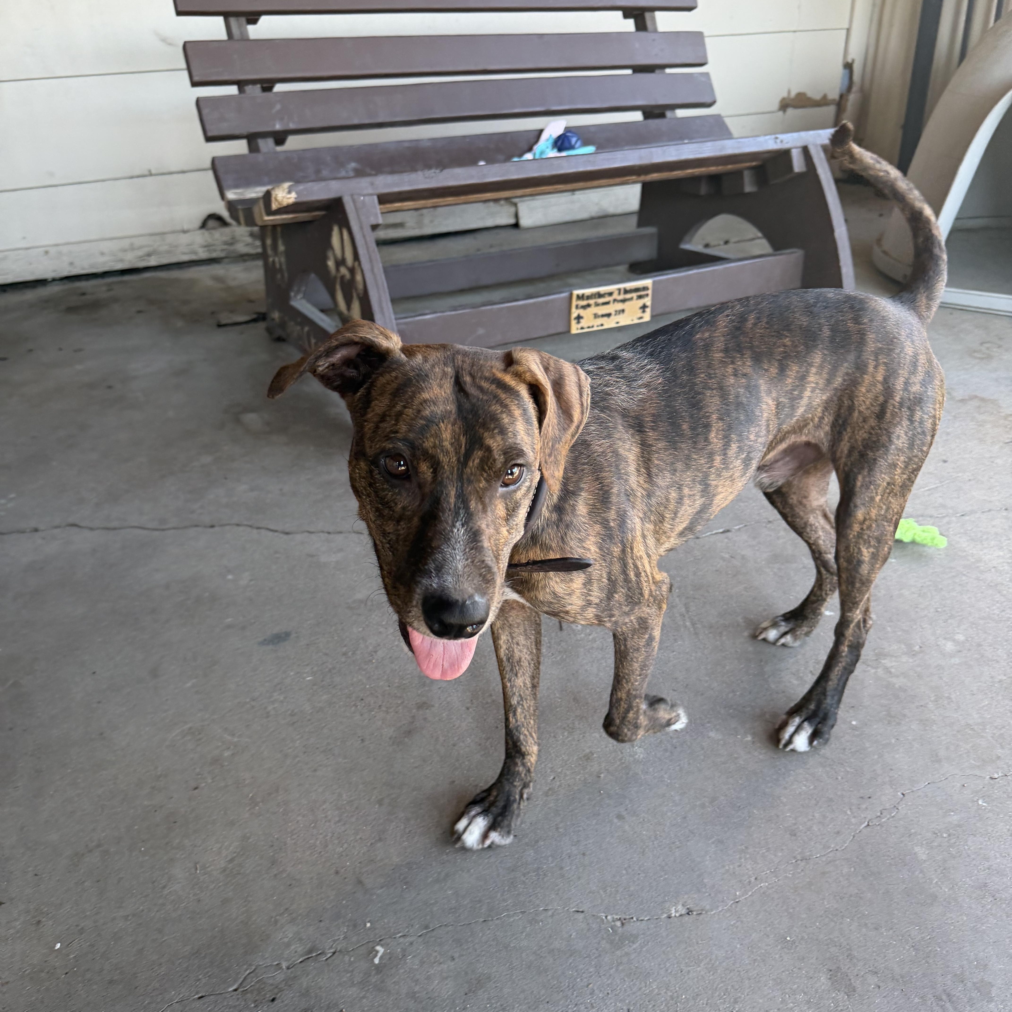Enlarge Macchiato, a Adoptable mixed breed in Plano, TX image 3/5