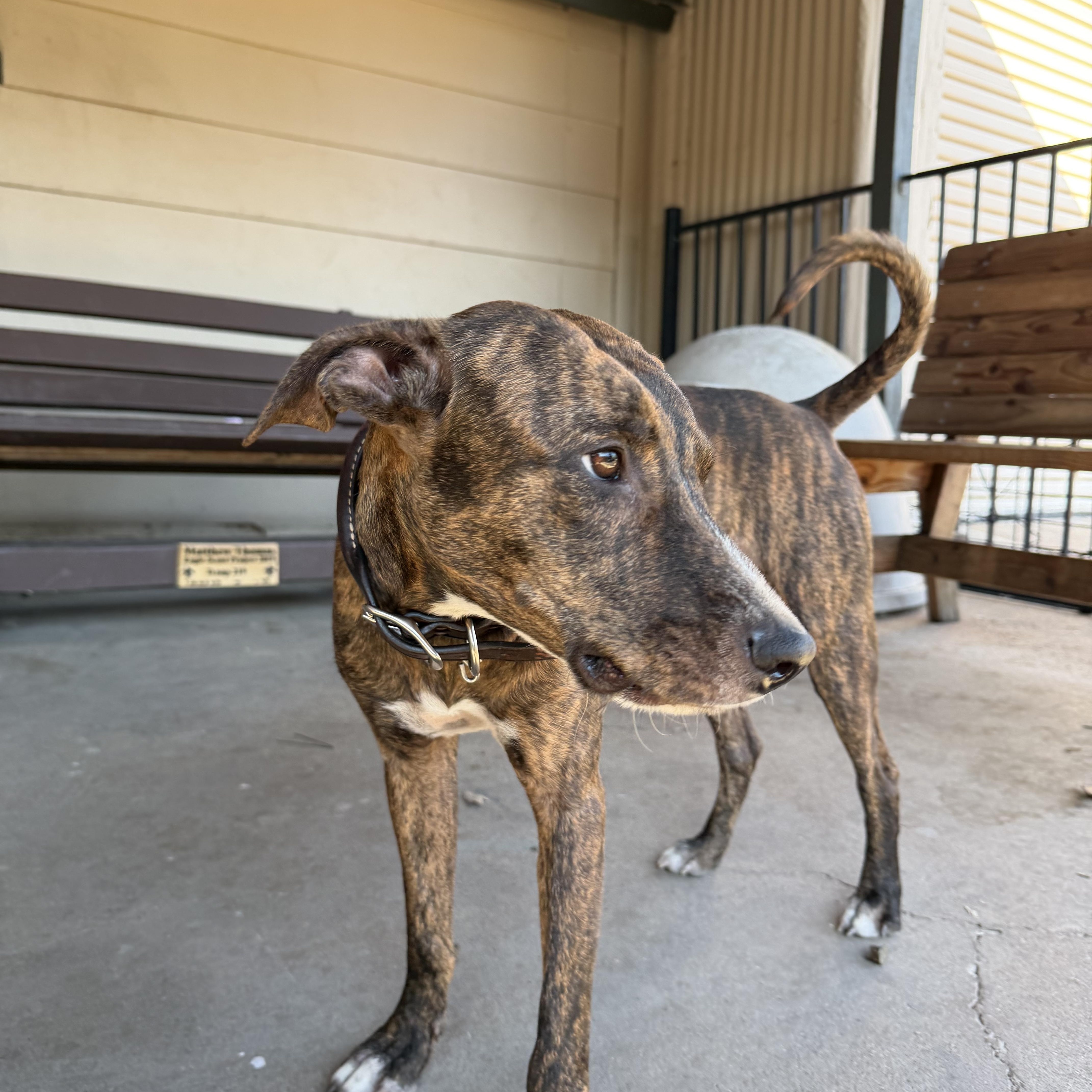 Enlarge Macchiato, a Adoptable mixed breed in Plano, TX image 5/5