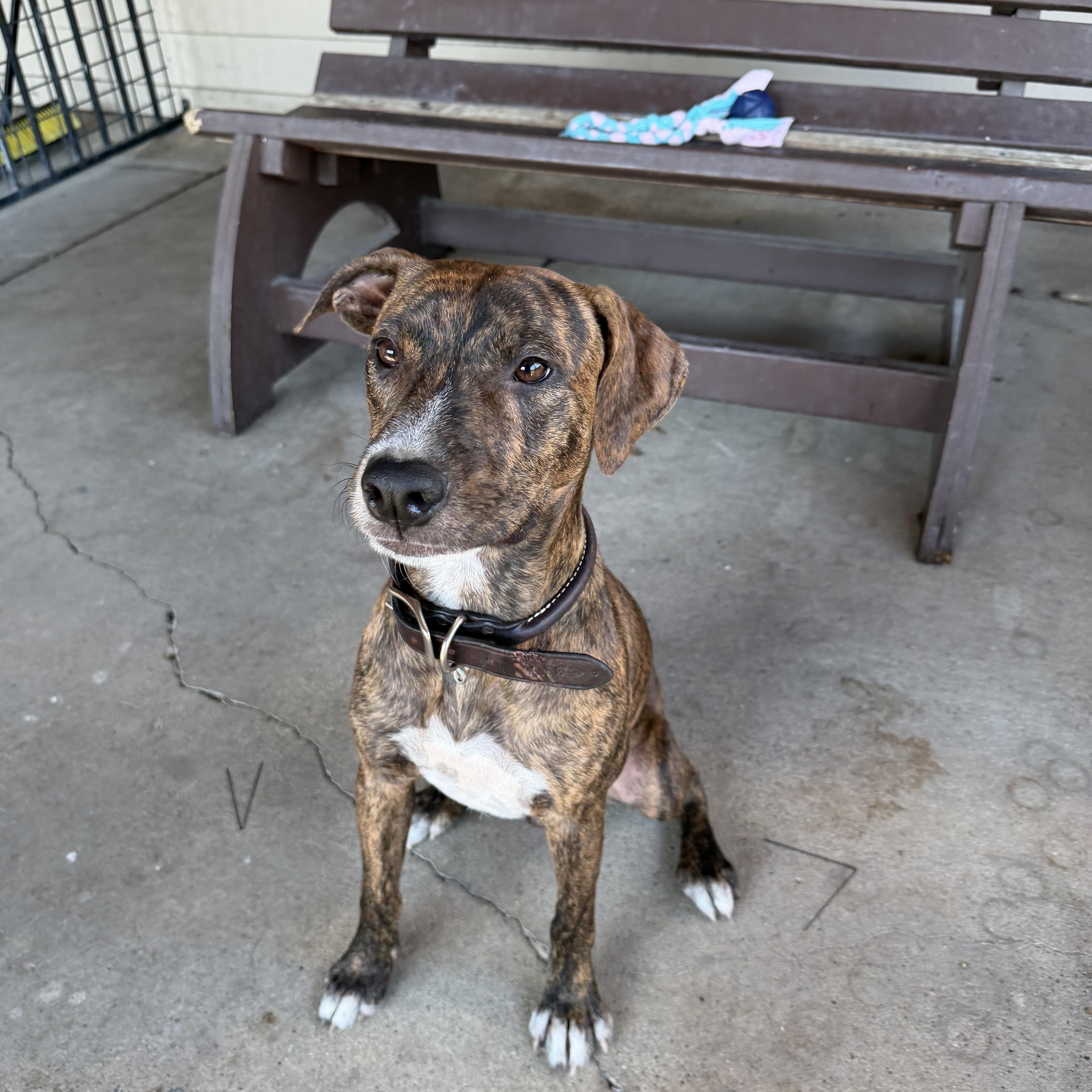 Enlarge Macchiato, a Adoptable mixed breed in Plano, TX image 4/5
