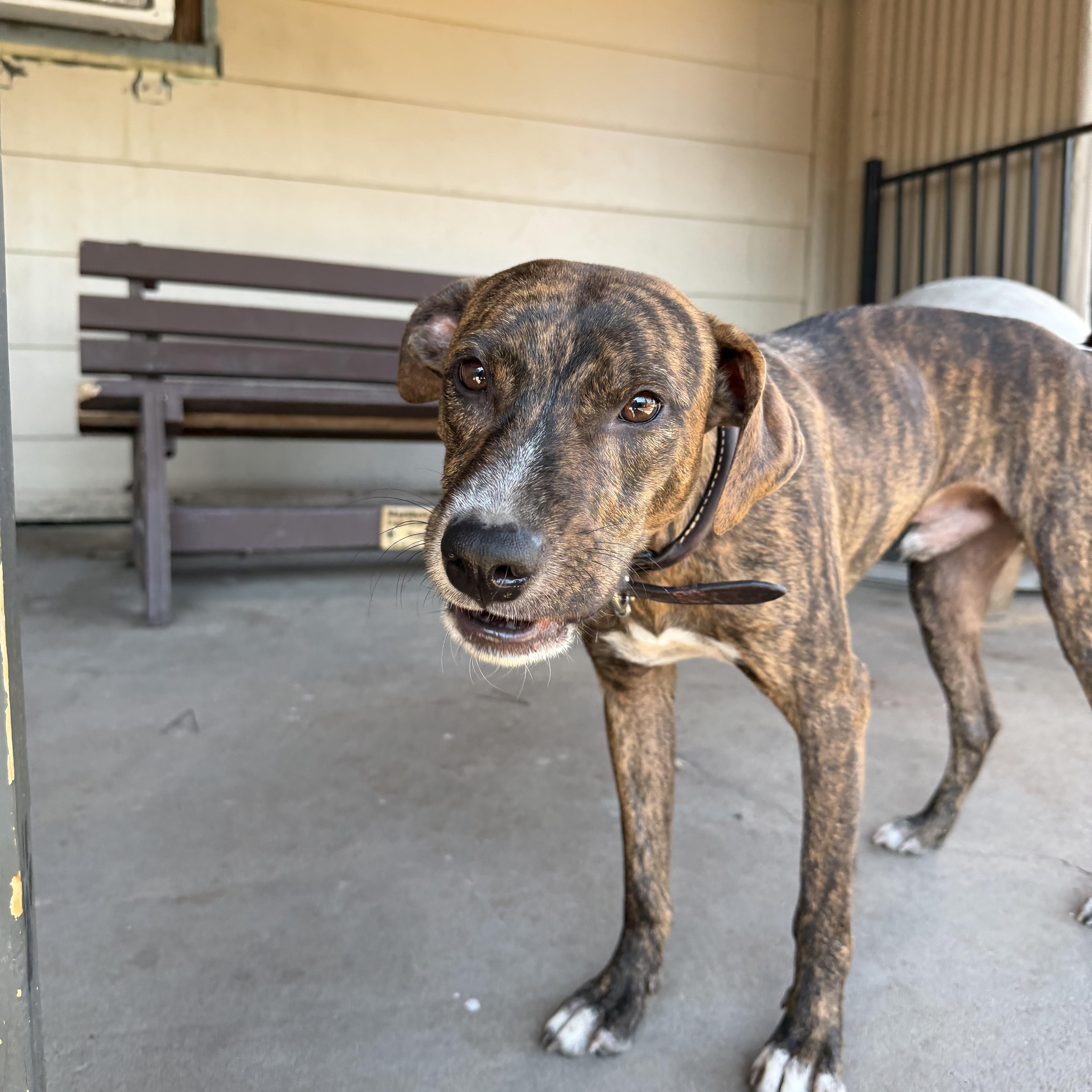 Enlarge Macchiato, a Adoptable mixed breed in Plano, TX image 1/5
