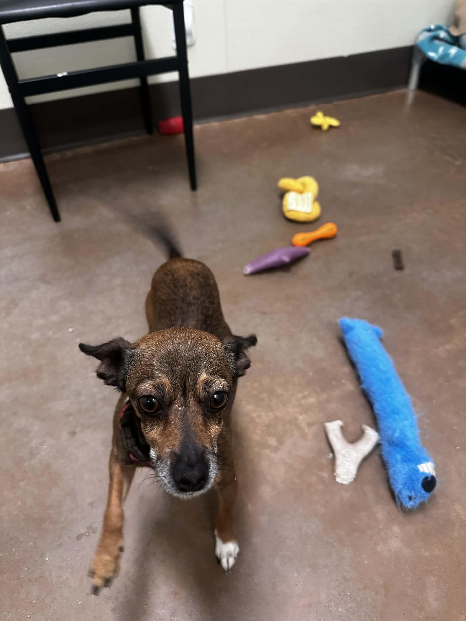 Enlarge Chloe, a ADOPTABLE Chihuahua in Friday Harbor, WA image 3/3