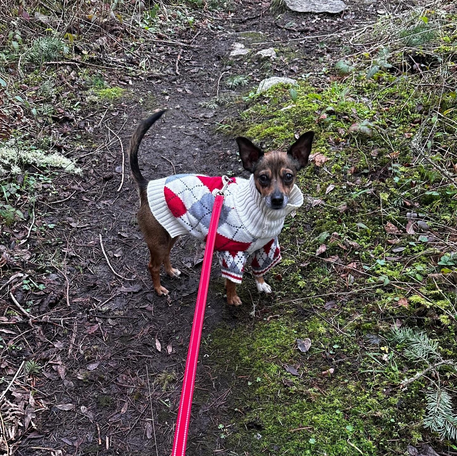Chloe, a ADOPTABLE Chihuahua in Friday Harbor, WA image 4/5