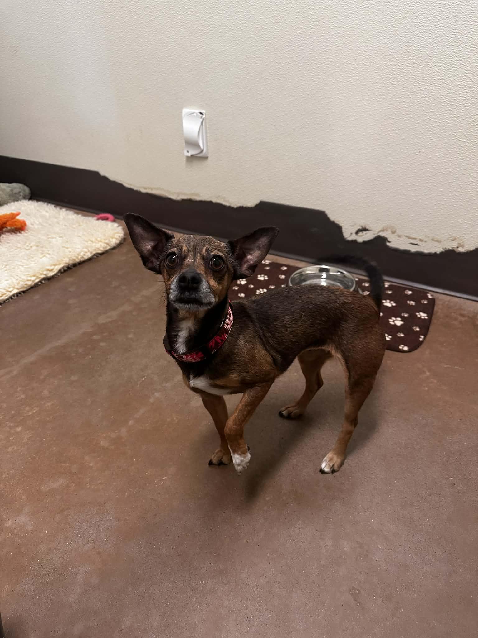 Enlarge Chloe, a ADOPTABLE Chihuahua in Friday Harbor, WA image 1/3