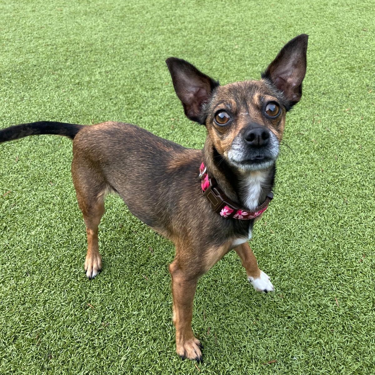 Chloe, a ADOPTABLE Chihuahua in Friday Harbor, WA image 1/5