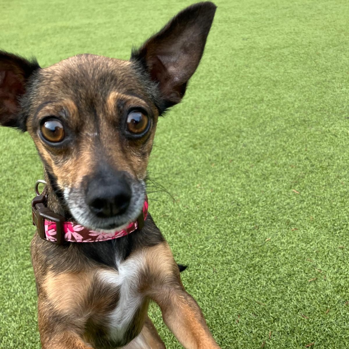 Chloe, a ADOPTABLE Chihuahua in Friday Harbor, WA image 2/5