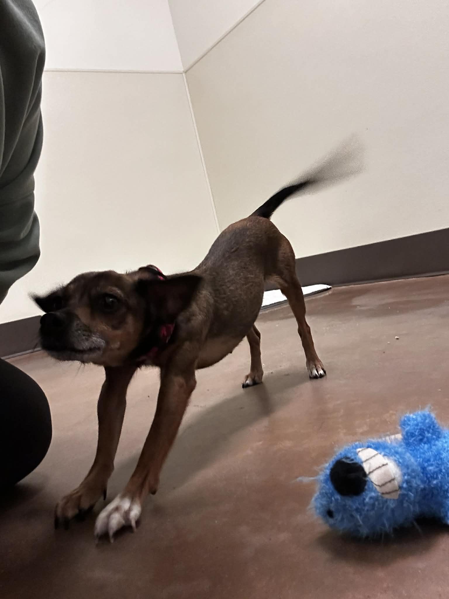 Enlarge Chloe, a ADOPTABLE Chihuahua in Friday Harbor, WA image 2/3