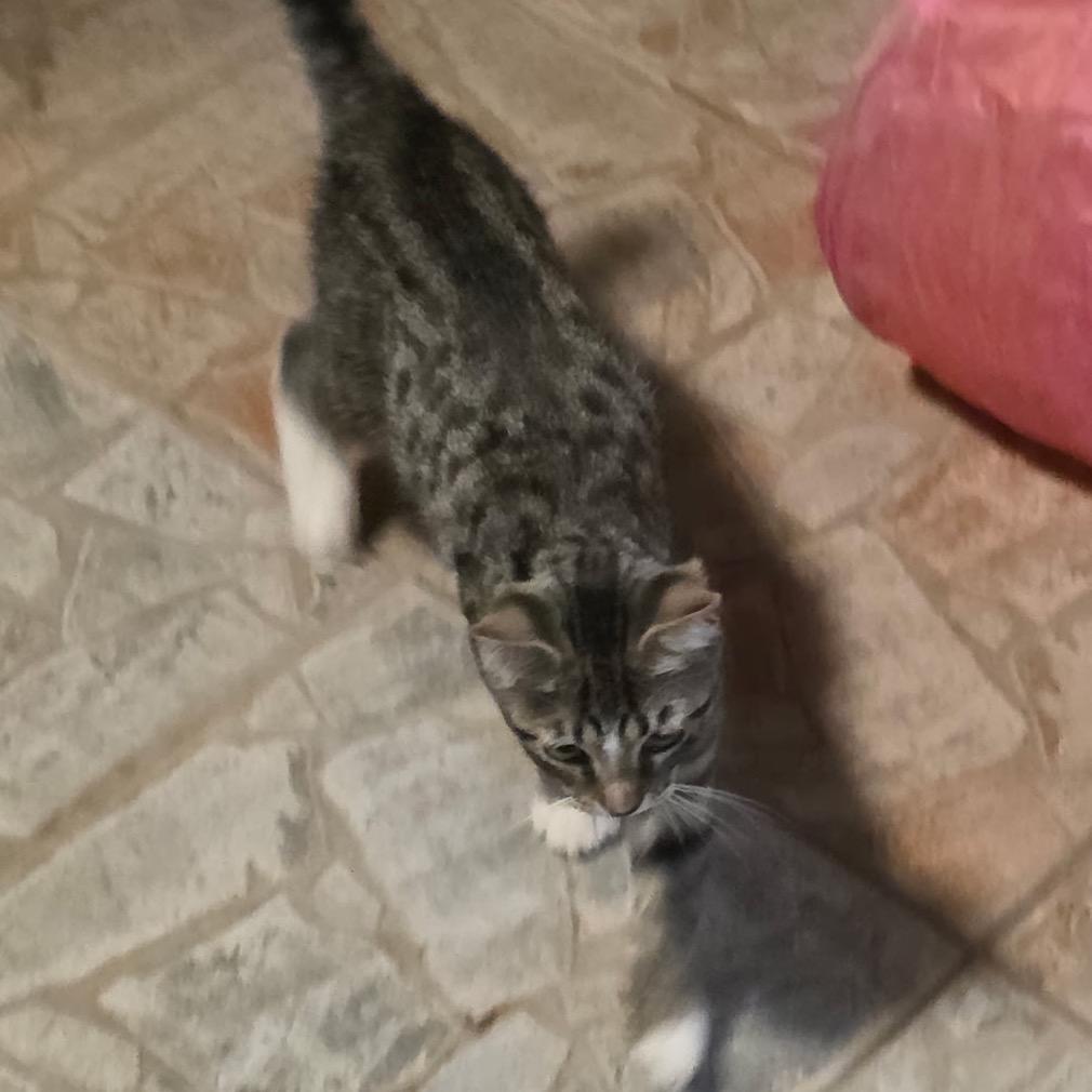 1125-44 Miss Scoobie, Adoptable, Young Female Domestic Short Hair.