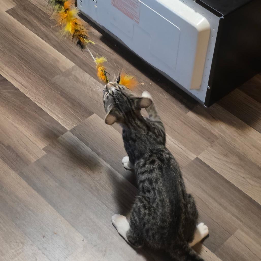 Enlarge 1125-44 Miss Scoobie, a Adoptable Domestic Short Hair in Abingdon, MD image 2/6