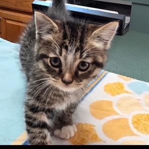 Enlarge 1125-44 Miss Scoobie, a Adoptable Domestic Short Hair in Abingdon, MD image 3/6