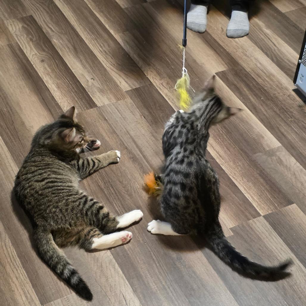 Enlarge 1125-44 Miss Scoobie, a Adoptable Domestic Short Hair in Abingdon, MD image 6/6